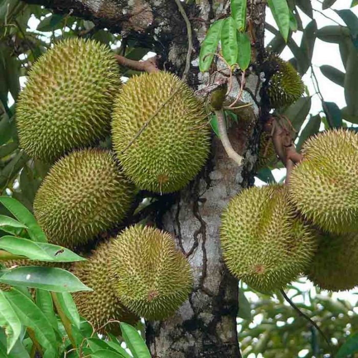 75 Gambar Pohon Durian Terbaik
