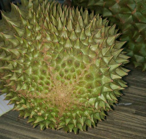 Download 570 Gambar Durian Musang King Original Keren Gratis HD