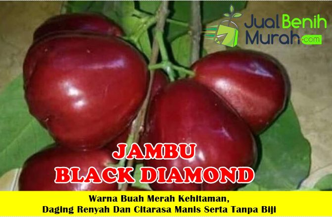 Jambu Air Black Diamond