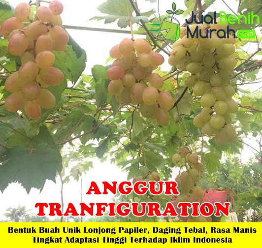 Anggur transfiguration