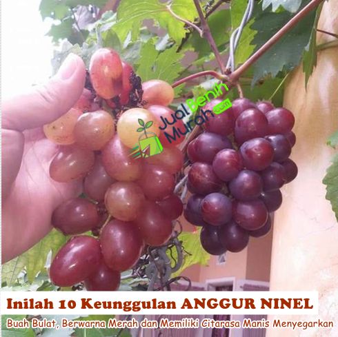 Ninel anggur 6 Cara